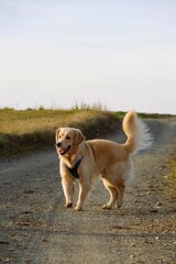 Dog wearing a blue harness stands on a dirt path in a rural setting