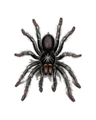 clipart camel-spider-sketch