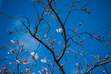 tree branches against blue sky