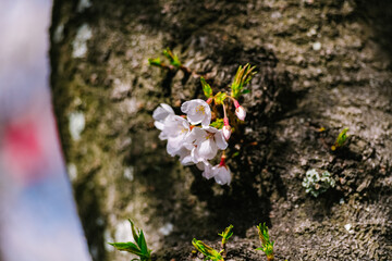 butterfly on a flower
