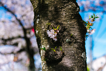 tree trunk with green leaves