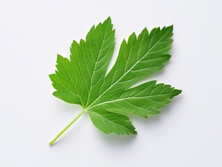 Green leaf on white background