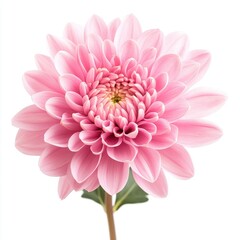Fototapeta premium Delicate Pink Chrysanthemum Flower Blossom Isolated on White Background