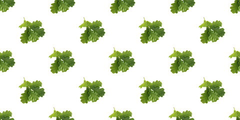 Obraz premium Seamless pattern of vibrant green oak leaves isolated on white background