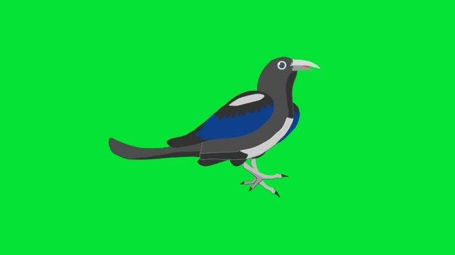 Discover the Art of birds cartoon Motion Video Creation