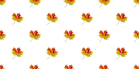 Colorful maple leaves seamless pattern isolate on white background