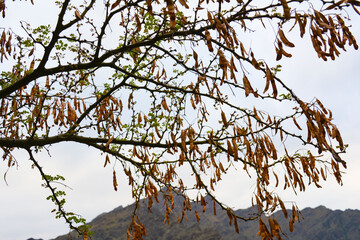 Dried Tamarind Pods Hanging on Tree Branch Close-Up