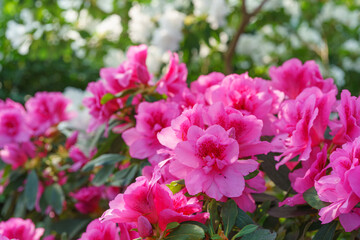Blooming pink japan Azalea Ericaceae bush, Geisha Purple, rhododendron flower macro, background. Evergreen decorative plant outdoor or in orangery in botanical garden. Gardeining, plant breeding