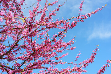 Flowering branch with purple flowers of Cercis canadensis or Judas tree against blue sky background. Decorative blooming plant for garden or public park, ornamental tree. Gardening, plant breeding