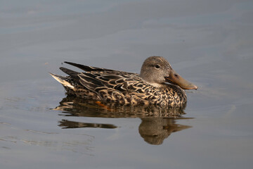 Canard souchet, femelle, .Anas clypeata, Northern Shoveler
