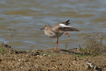 Chevalier gambette,.Tringa totanus, Common Redshank