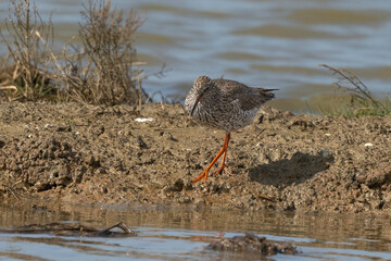 Chevalier gambette,.Tringa totanus, Common Redshank