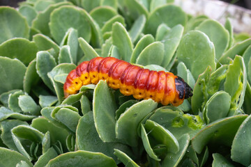 Chenille, papillion, Cossus gâte bois,.Cossus cossus