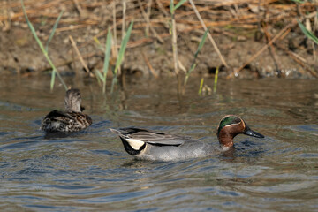 Sarcelle d'hiver,.Anas crecca, Eurasian Teal