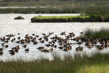 Barge à queue noire,.Limosa limosa, Black tailed Godwit