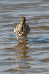 Chevalier gambette,.Tringa totanus, Common Redshank