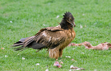 Gypaète barbu,.Gypaetus barbatus, Bearded Vulture