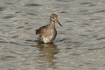 Chevalier gambette,.Tringa totanus, Common Redshank