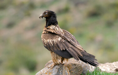 Gypaète barbu,.Gypaetus barbatus, Bearded Vulture