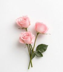 Fototapeta premium Three pink roses are arranged in a row, with one of them having a green leaf
