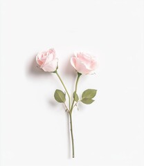 Fototapeta premium Three pink roses are arranged in a row, with one of them having a green leaf