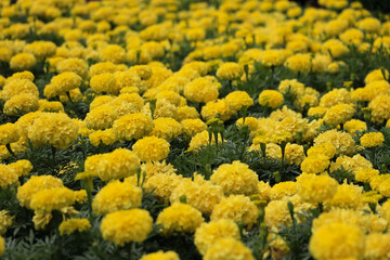Colorful Display Of Vibrant Yellow Marigold Flowers Flourishing In A Natural Garden Landscape, Offering A Bright And Cheerful Visual Feast