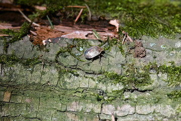 Macro Close Up Of A Brown Shield Bug (Pentatomidae Family, Possibly Forest Bug) Resting On Rough Tree Bark Covered With Green Moss. Insect Wildlife Detail.
