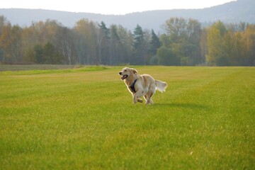 Happy golden retriever wearing a blue harness runs across a green field