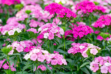 Obraz premium Sweet William Flowers Blooming in a Colorful Garden
