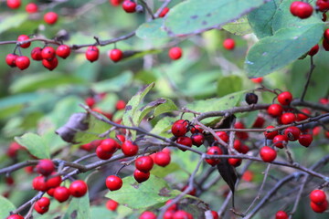 秋のウメモドキの赤い実