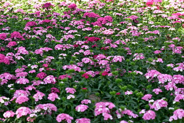 Sweet William Flowers Blooming in a Colorful Garden