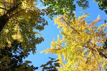 空に透ける黄色いイチョウの木