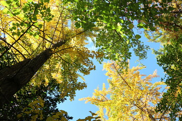 空に透ける黄色いイチョウの木