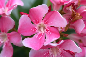 Close up light pink Nerium oleander blooming with detail. Another name Oleander, Sweet oleander,...