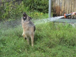 German shepherd playing with water hose in lush garden