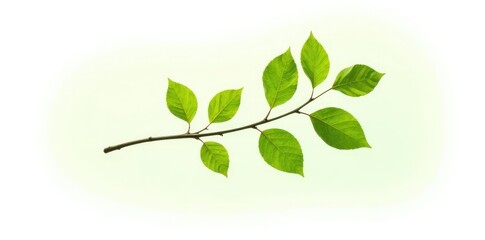 Obraz premium An isolated branch with leaves in front of a bright and bold white background highlighting its shape, foliage, still life