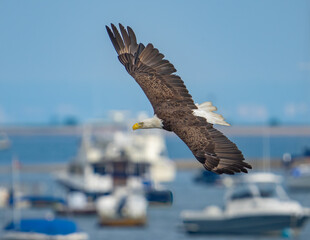 american bald eagle in flight