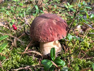 Wild mushroom in forest with green moss and berries