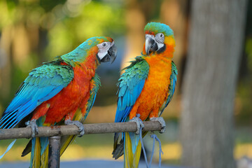 portrait shamrock macaw hybrid macaw free flying  parrot.