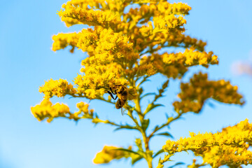 Yellow summer garden plants and flowers in Belarus.