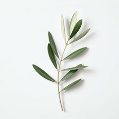 Fototapeta premium Olive Branch Symbol of Peace, Nature's Serenity, Minimalist Photography