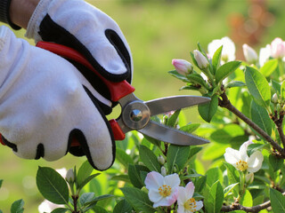 Pruning flowers in the garden is a fun activity for ecology lovers.