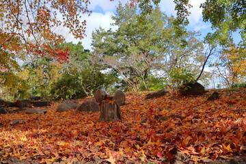 一面に紅葉した落葉の積もった森