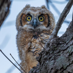 great horned owl baby