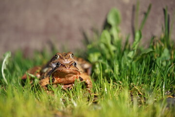 European brown frog (Rana temporaria) close up mating on spring garden.