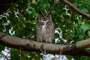 great horned owl