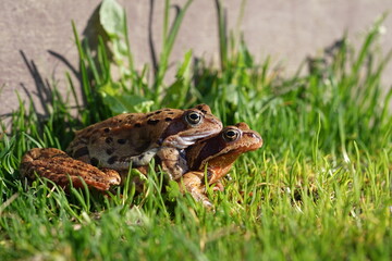 European brown frog (Rana temporaria) close up mating on spring garden.