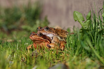European brown frog (Rana temporaria) close up mating on spring garden.