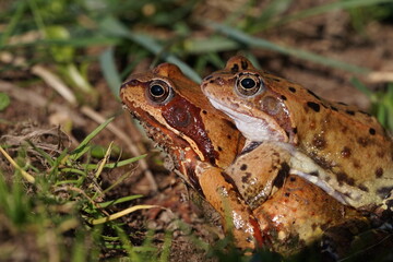 European brown frog (Rana temporaria) close up mating on spring garden.