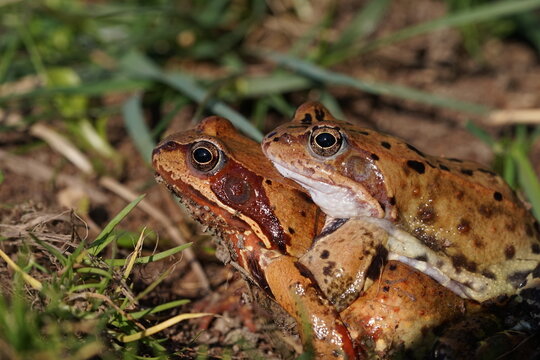 European brown frog (Rana temporaria) close up mating on spring garden.